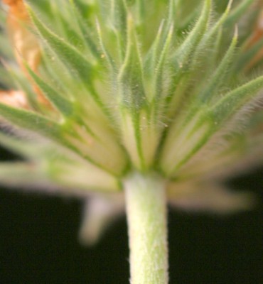 תלתן אלכסנדרוני Trifolium alexandrinum L.