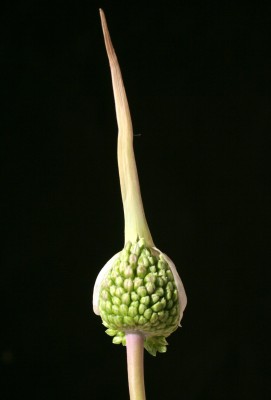 שום גבוה Allium ampeloprasum L.