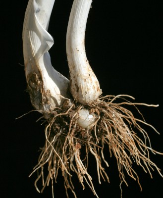 שום גבוה Allium ampeloprasum L.