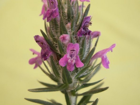 צתרנית משובלת Thymbra spicata L.