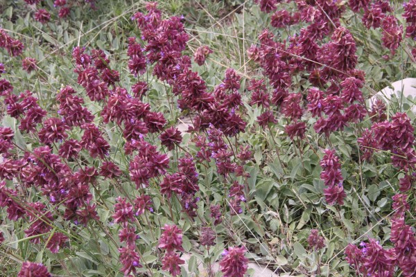 מרווה רחבת-גביע Salvia multicaulis Vahl