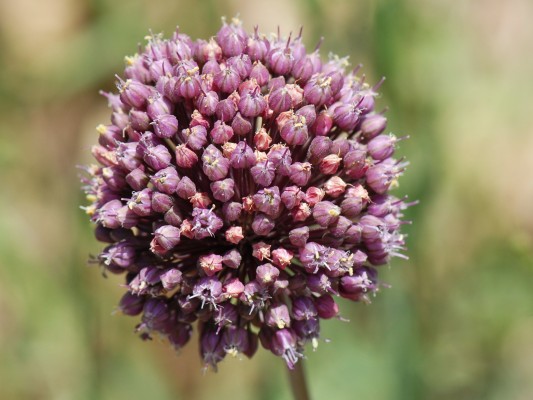 שום גבוה Allium ampeloprasum L.
