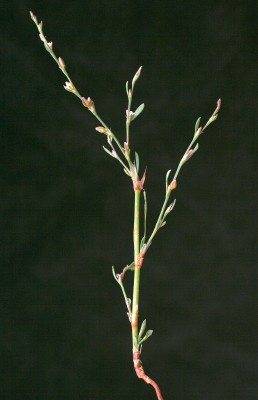 ארכובית חד-שנתית Polygonum bellardii All.