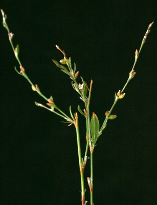 ארכובית חד-שנתית Polygonum bellardii All.