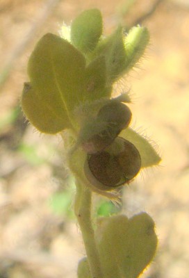 ורוניקה קיסוסית Veronica hederifolia L.