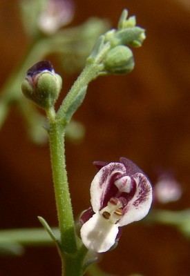 לוענית מפושקת Scrophularia peyronii Post