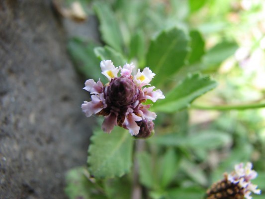 ליפיה זוחלת Phyla nodiflora (L.) Greene