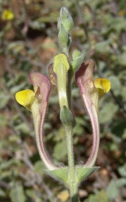 קערורית שיחנית Scutellaria tomentosa Bertol.