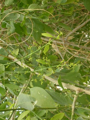 סלוודורה פרסית Salvadora persica L.