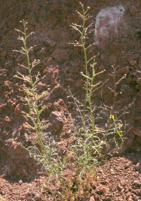 Scrophularia xanthoglossa Boiss.