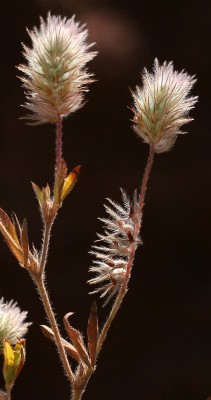 Trifolium arvense L.