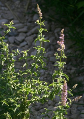 Mentha longifolia L.
