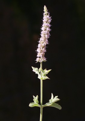 Mentha longifolia L.
