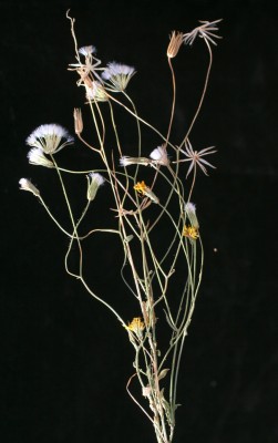 ניסנית ערבית Crepis senecioides Delile