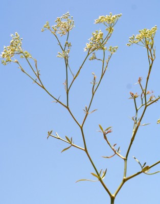 חרמשית השדות Falcaria vulgaris Bernh.