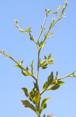 חרמשית השדות Falcaria vulgaris Bernh.