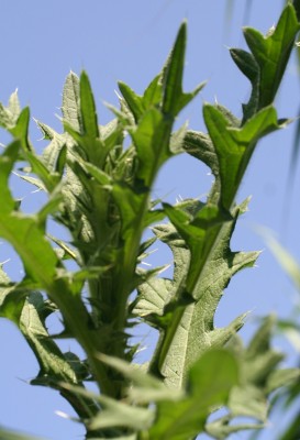 קוצן פשוט Cirsium vulgare (Savi) Tenore