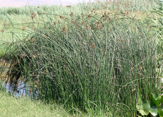 אגמון האגם Scirpus lacustris L.