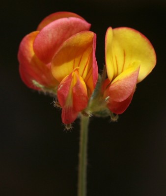 לוטוס מקרין Lotus corniculatus L.