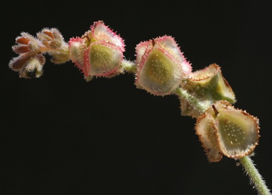 הילל חרמוני Paracaryum lithospermifolium (Lam.) Grande