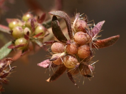 חספסנית זיפית Asperula setosa Jaub. at Spach
