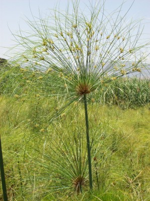 גומא הפפירוס Cyperus papyrus L.