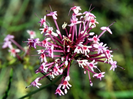 חד-אבקן ארוך-פרחים Centranthus longiflorus Steven