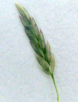 בן-חילף פלמר Eragrostis palmeri S.Wats.
