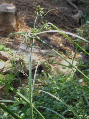 גומא קירח Cyperus glaber L.