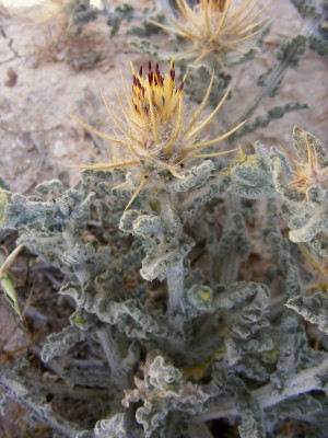 דרדר מצרי Centaurea aegyptiaca L.