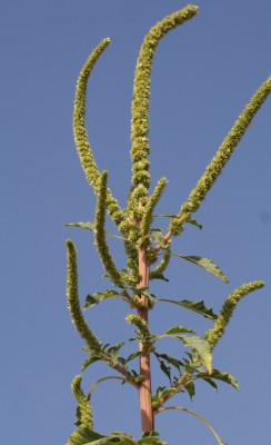 ירבוז פלמר Amaranthus palmeri S.Watson