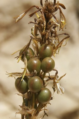 עיריוני צהוב Asphodeline lutea (L.) Rchb.