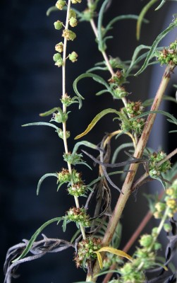 אמברוסיה מכונסת Ambrosia confertiflora DC.