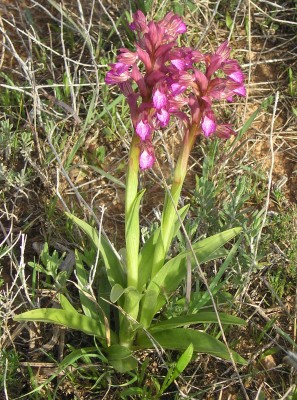 Anacamptis papilionacea (L.) R.M.Bateman, Pridgeon & M.W.Chase