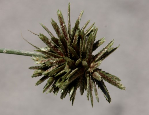 גומא קירח Cyperus glaber L.