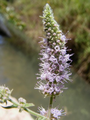 Mentha longifolia L.