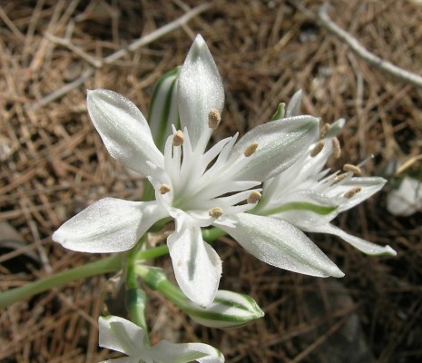 בת-חבצלת קטנת-פרחים Vagaria parviflora (Desf. ex Delile) Herb.