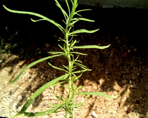 קוכיית המכבד Bassia scoparia (L.) A.J.Scott