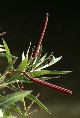 Nerium oleander L.