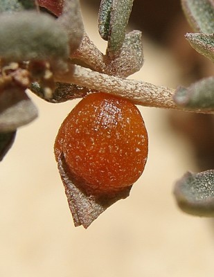 מלוח הענבות Atriplex semibaccata R.Br.