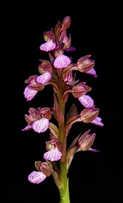 Anacamptis papilionacea (L.) R.M.Bateman, Pridgeon & M.W.Chase