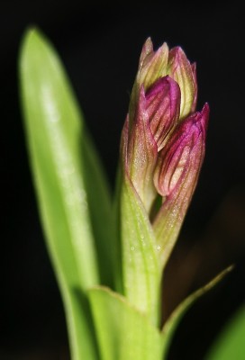 Anacamptis papilionacea (L.) R.M.Bateman, Pridgeon & M.W.Chase