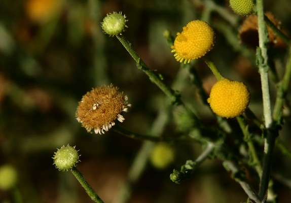 פרעושית מסולסלת Pulicaria undulata (Forssk.) C.A.Mey.