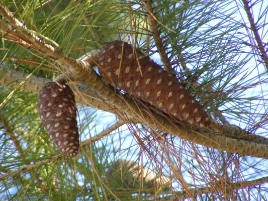 Pinus halepensis Mill.