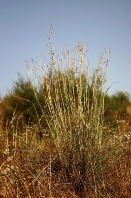 זקנן שעיר Hyparrhenia hirta (L.) Stapf