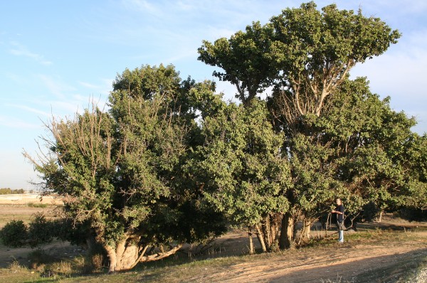 Ficus sycomorus L.