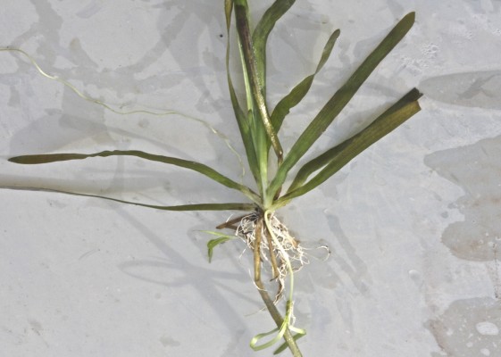וליסנריה סלולה Vallisneria spiralis L.