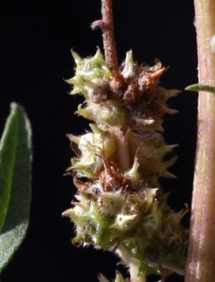 אמברוסיה מכונסת Ambrosia confertiflora DC.