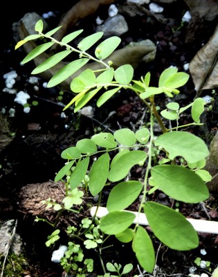 פילנתוס עגול-עלים Phyllanthus rotundifolius Klein ex Willd.