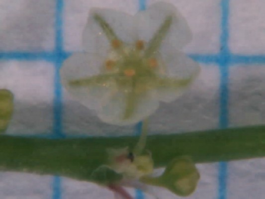 פילנתוס עגול-עלים Phyllanthus rotundifolius Klein ex Willd.